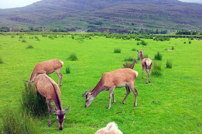 2 Days on the Loch Ness Canal of Caledonia and the Highlands - Luss and the return to Edinburgh