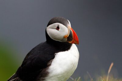 4 Day Mull, Iona and Staffa Puffin Experience from Edinburgh