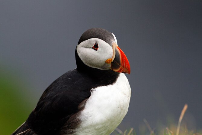 4 Day Mull, Iona and Staffa Puffin Experience from Edinburgh - Tobermory gives you two nights on Mull