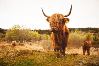 5-Day Orkney & Northern Coast Tour from Edinburgh Incl Admissions