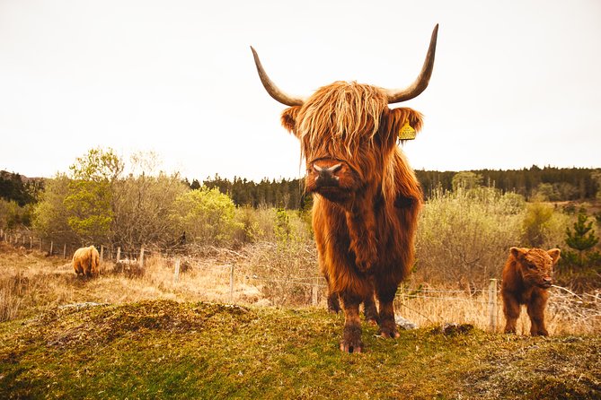 5-Day Orkney & Northern Coast Tour from Edinburgh Incl Admissions - Day 3: Skara Brae, the Ring of Brodgar, and Maeshowe
