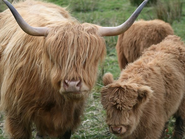 Best of Scotland in a Day Very Small Group Tour from Edinburgh - Blair Castle means choosing between rooms, grounds, and lunch