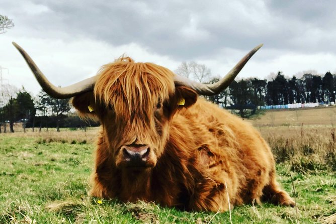 Edinburgh City Centre Private and Personal Half Day Driving Tour - Small Scottish treats and useful extras