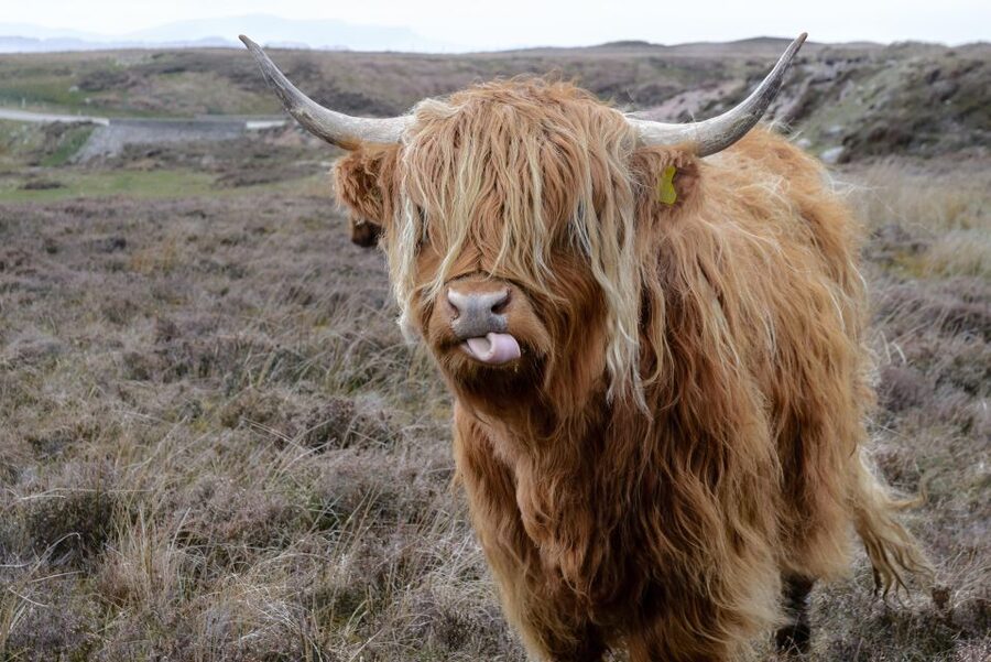 Edinburgh: Hill & Nature Hike With a Local - A demanding walk with a flexible pace