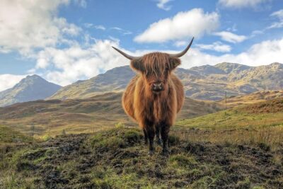 Loch Lomond, Stirling Castle and the Kelpies Day Tour