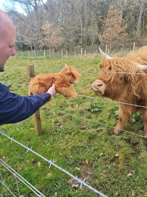 Edinburgh: Loch Ness, Glencoe, Coos & the Highlands Day Tour - Urquhart Castle: worth the extra £30?