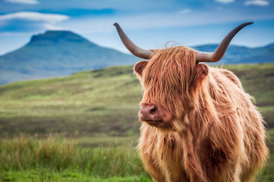 Edinburgh: Loch Ness, Inverness & Highlands Tour in Spanish - Fort Augustus and the choice of a Loch Ness cruise