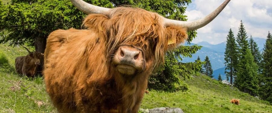 Edinburgh: Loch Ness, Scenic Walk, Glencoe & Whisky Day Tour - Loch Ness: cruise or lunch by the water