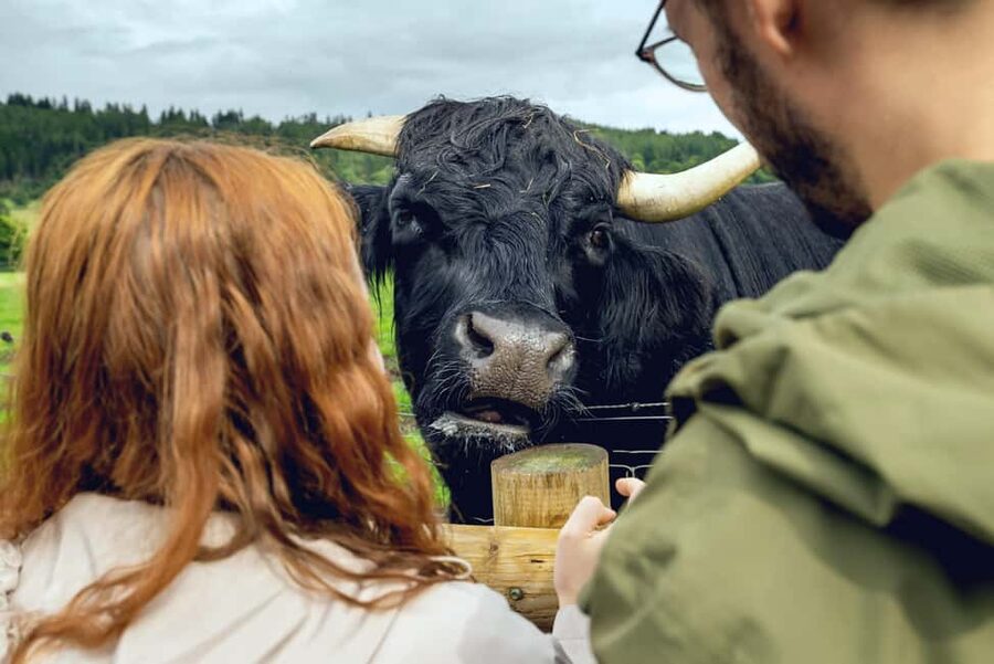 Edinburgh to Scottish Highlands: Whisky, Views & Hairy Coos - Key points to know before booking