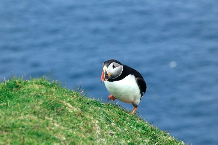 From Edinburgh: 6-Day Shetland & Nothernmost Explorer - Should you book the Shetland Explorer?
