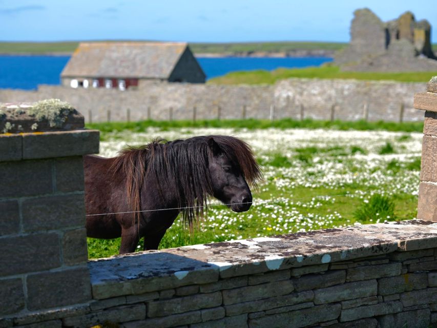 From Edinburgh: 6-Day Shetland & Nothernmost Explorer - What Hugh adds to the experience