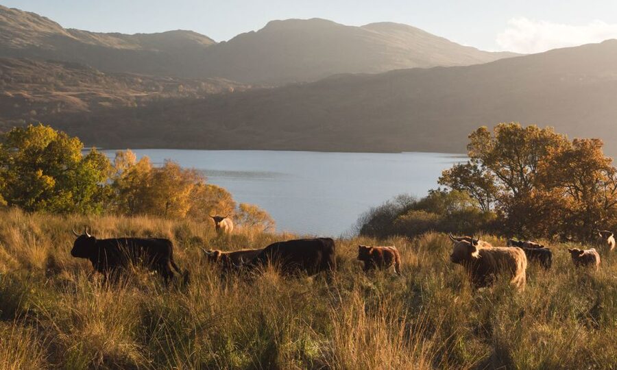 From Edinburgh: Glasgow & Scottish lakes Spanish Tour - FAQ