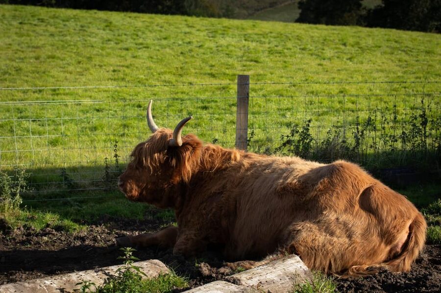 From Edinburgh: Loch Ness, Glencoe & Scottish Highlands Tour - Glencoe and Rannoch Moor: the visual high point