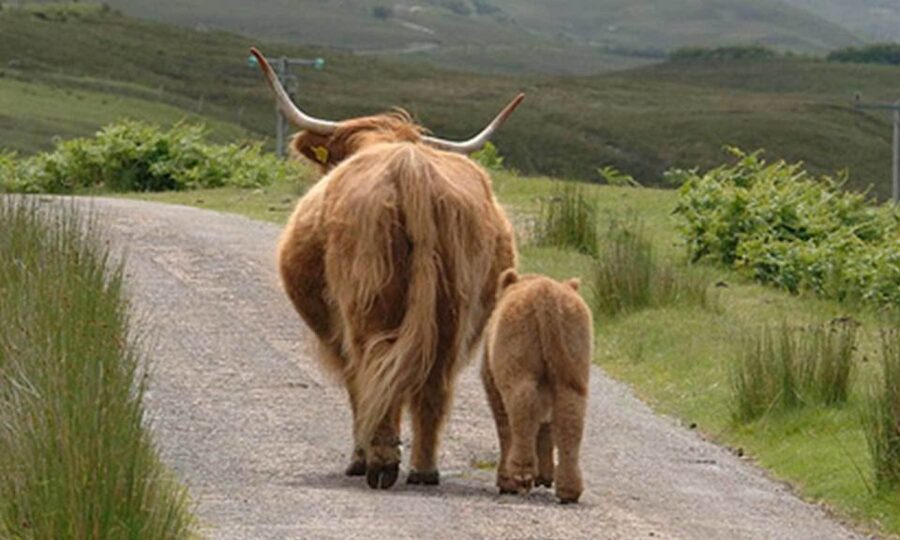 From Edinburgh: Loch Ness & Inverness Tour in Spanish - Inverness, the capital of the Highlands