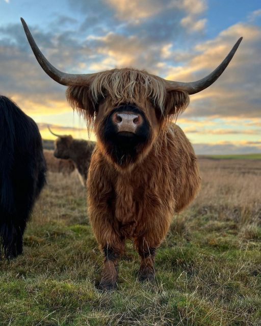 From Edinburgh: The Kelpies, Glencoe & Loch Lomond Day Tour - Kilmahog and the Highland cows