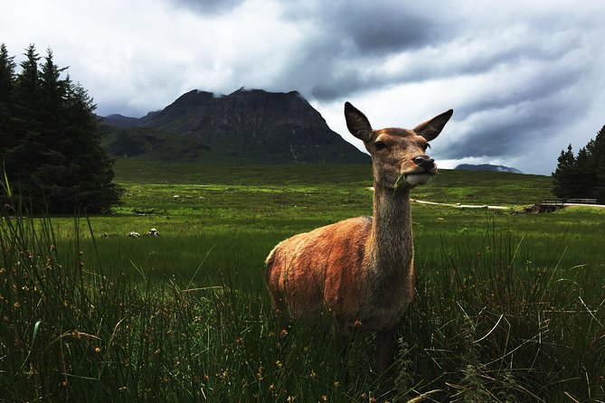 Glencoe & Highlands: Private Land Rover Tour - The Three Sisters and Glencoe provide the day’s best scenery
