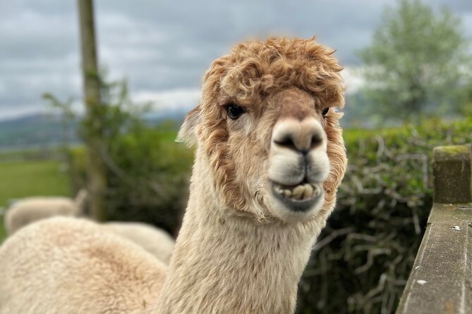 Highland Cows, Walk Alpacas & Scottish Wildlife Centre from Edin. - The day at a glance