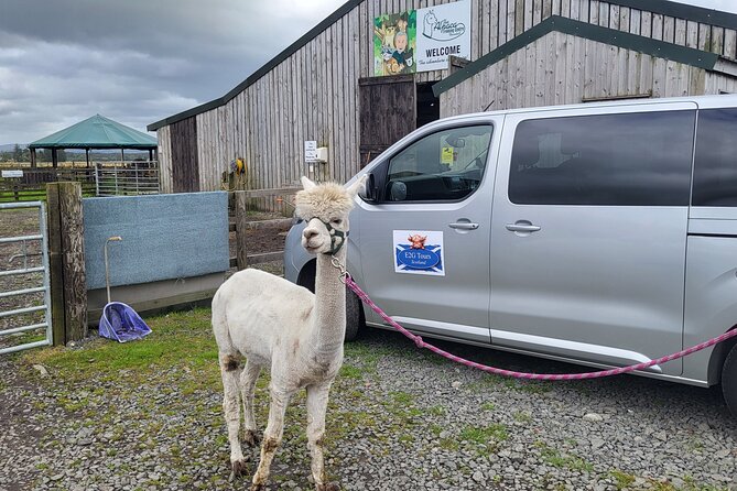 Highland Cows, Walk Alpacas & Scottish Wildlife Centre from Edin. - Meeting Haggis, Thelma, and Louise at Swanston Farm