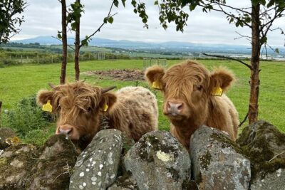 Highland Cows, Walk Alpacas & Scottish Wildlife Centre from Edin.