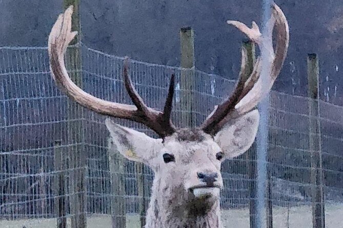 Highland Cows, Walk Alpacas & Scottish Wildlife Centre from Edin. - Two hours at the Scottish Deer Centre