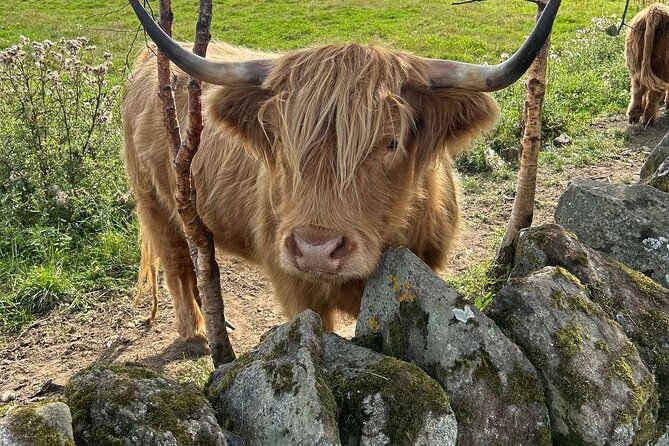 Highland Cows, Walk Alpacas & Scottish Wildlife Centre from Edin. - What the private vehicle adds