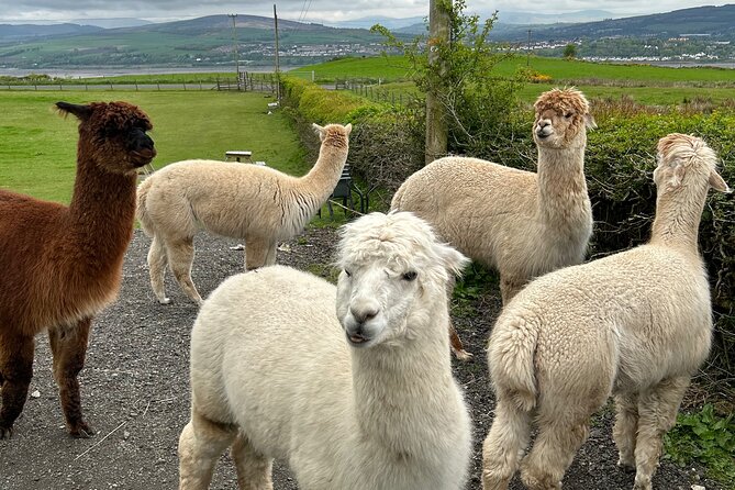 Highland Cows, Walk Alpacas & Scottish Wildlife Centre from Edin. - Weather, clothing, and the real pace of the day