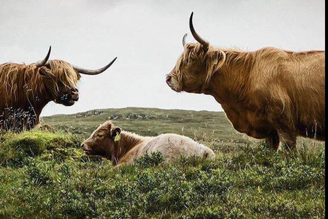 Highlands + Glencoe + Loch Ness Private Tour - Key points before you book