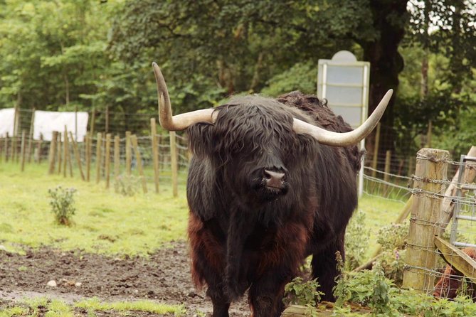 Loch Ness, Glencoe and The Scottish Highlands Tour from Edinburgh - The coach, headsets, and guide quality