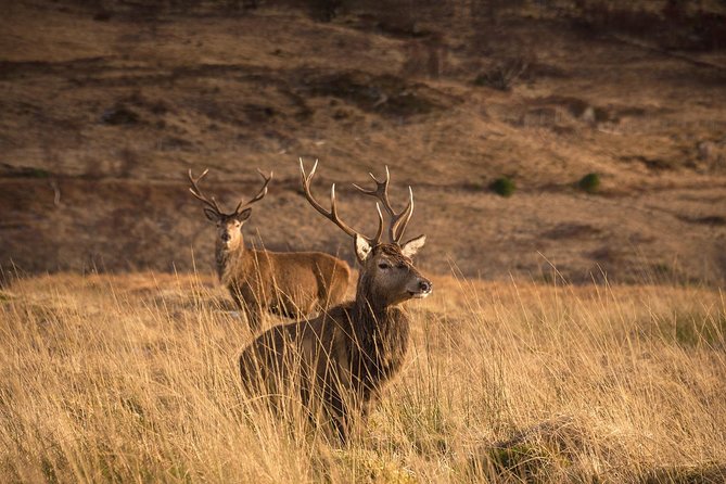 Loch Ness, Scottish Highlands, Glencoe and Pitlochry Tour - Fort Augustus and the Loch Ness choice