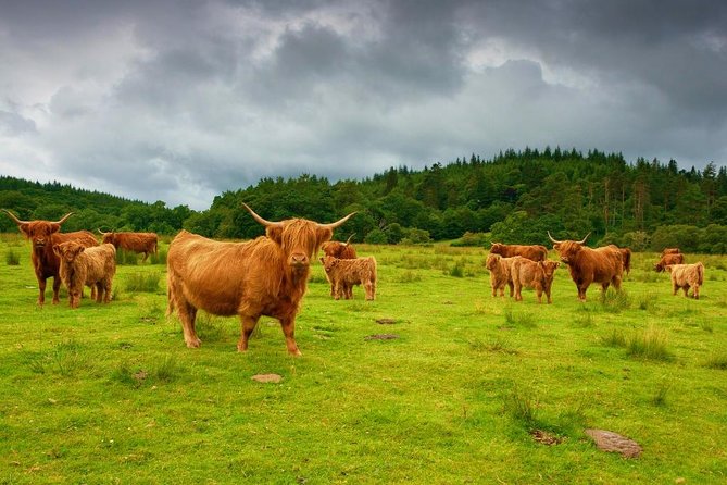 Loch Ness & Urquhart Castle Private Day Tour from Edinburgh - What this private Highland day is really offering