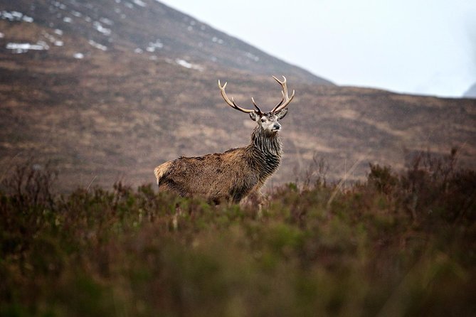 Private Glencoe Driving Tour from Edinburgh - Loch Tulla and the first Highland views