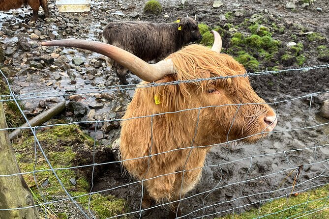 Private Scottish Highlands and Loch Ness Tour from Edinburgh - Glencoe and the story behind the scenery