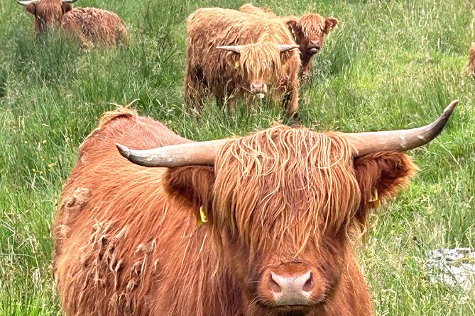 Private Tour of Loch Ness, Glencoe and Highlands from Edinburgh - Highland cattle, castles, and giant horses