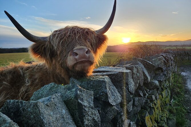 Private Tour of the Scottish Highlands from Edinburgh - Highland cows at Swanston Farm