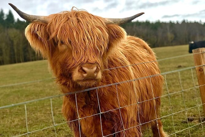 Scone Palace, Nature, Pitlochry, Whisky Experience from Edinburgh - Highland cattle at Taste Perthshire